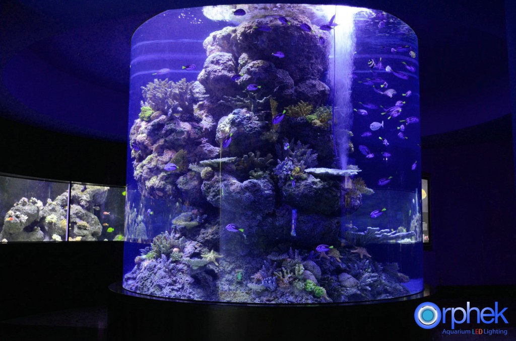 chengdu-public-aquarium-LED-lighting-tropical -sea-zone-26
