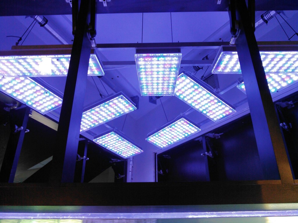 light-LED-Reef-aquarium