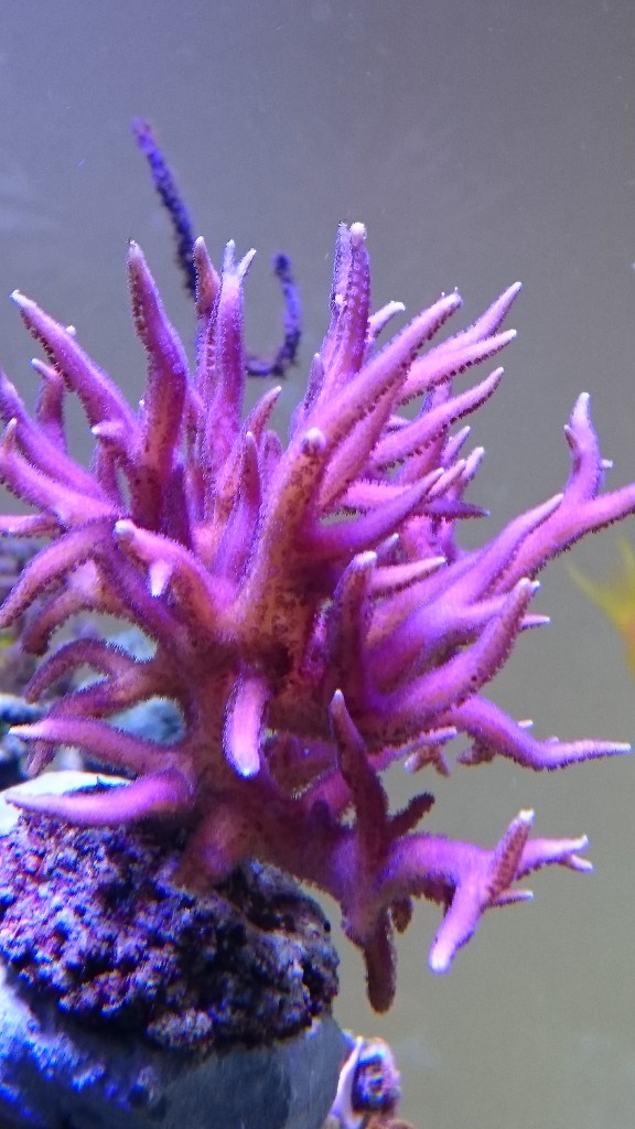 lyserøde Birds Nest Coral