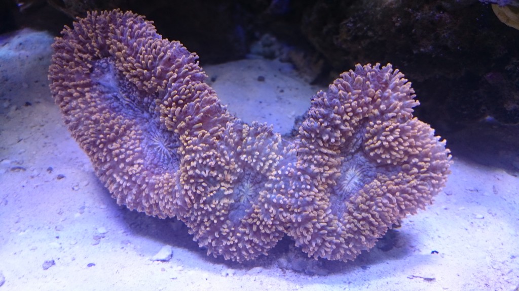 Ricordea coral cogumelo