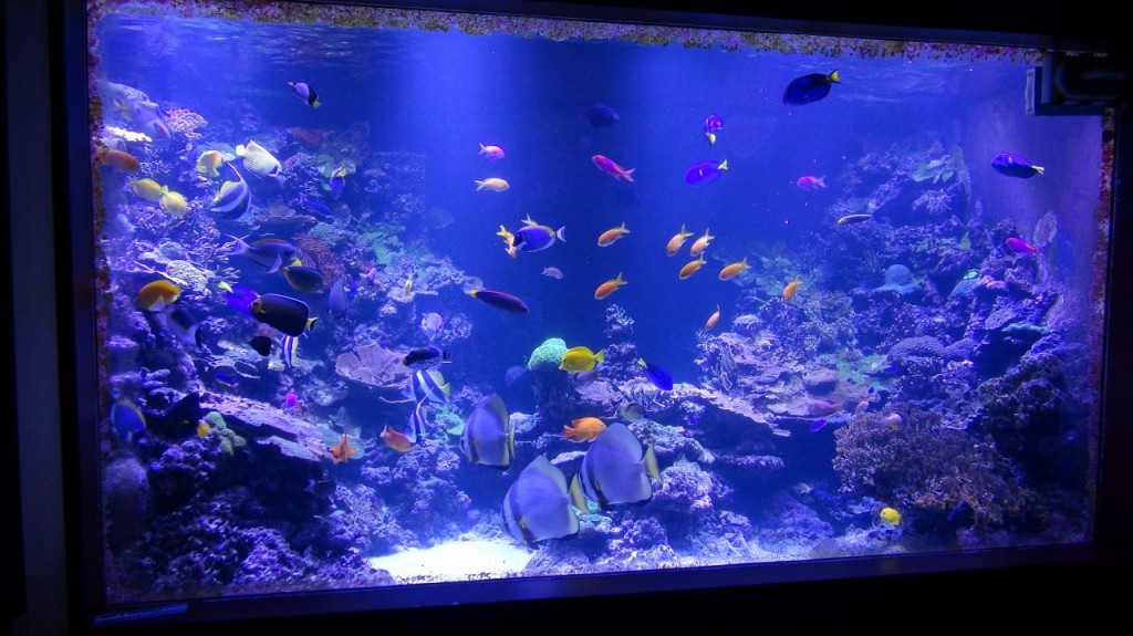 6000-gallon-reef-tank