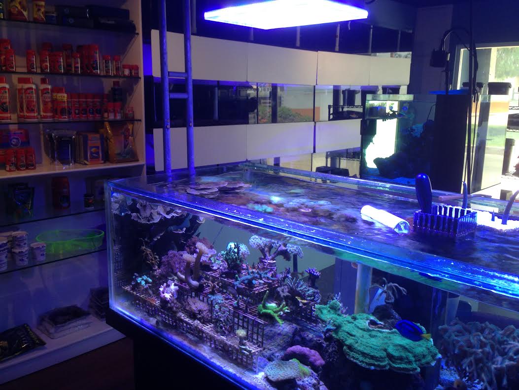 aquarium boutique