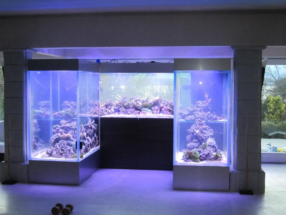 Big Fish Aquarium Boutique Dealership in Mexico Orphek Reef