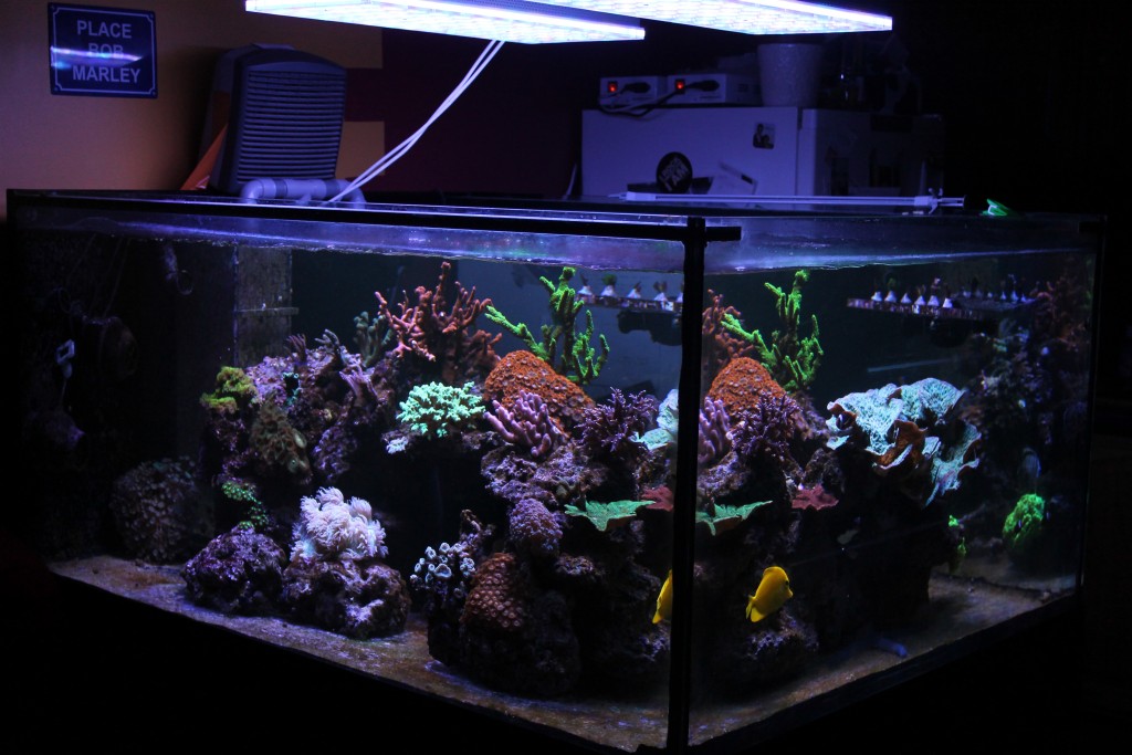 lampu-lampu-aquarium sing paling apik kanggo tangki banyu asin ing Prancis