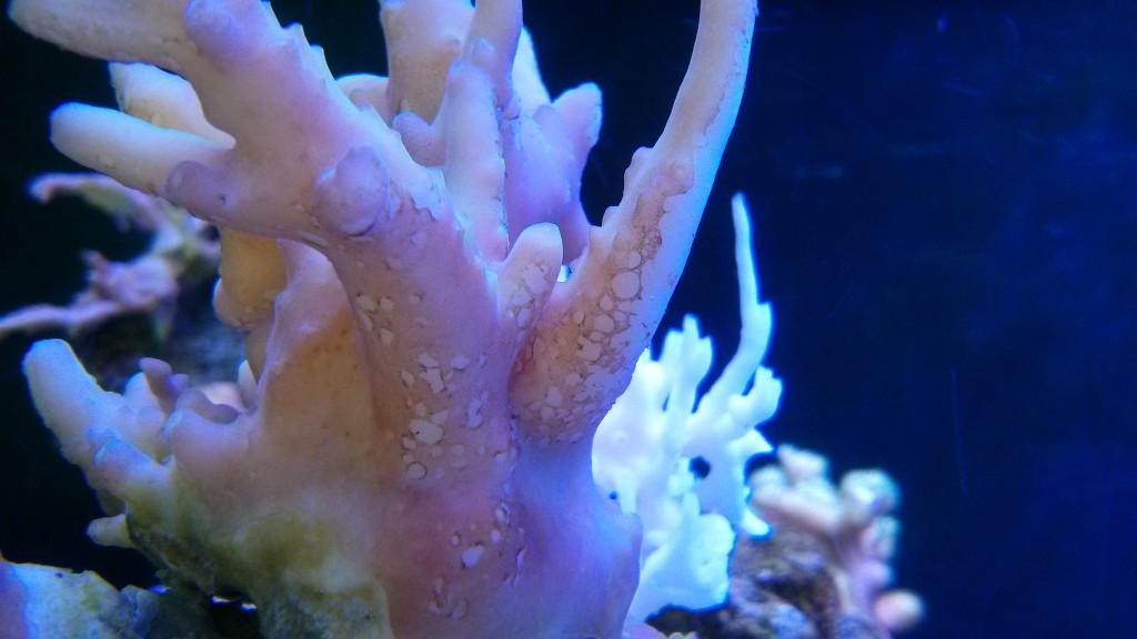coral-enfermedades-su-prevención y de atención a los corales