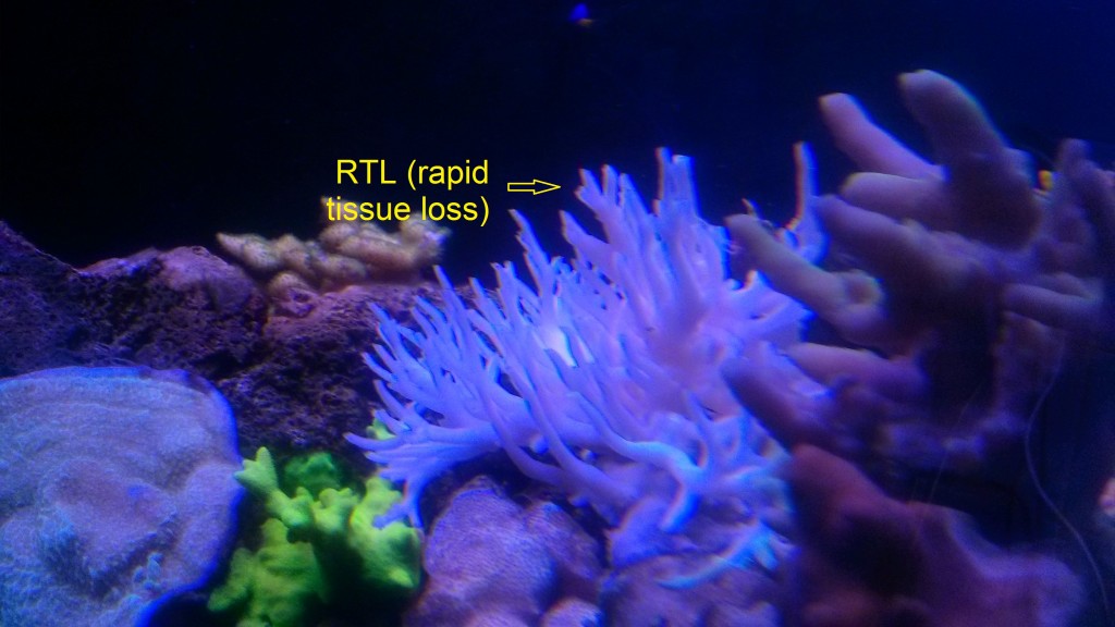 coral-rápida-tejido -pérdida-RTL