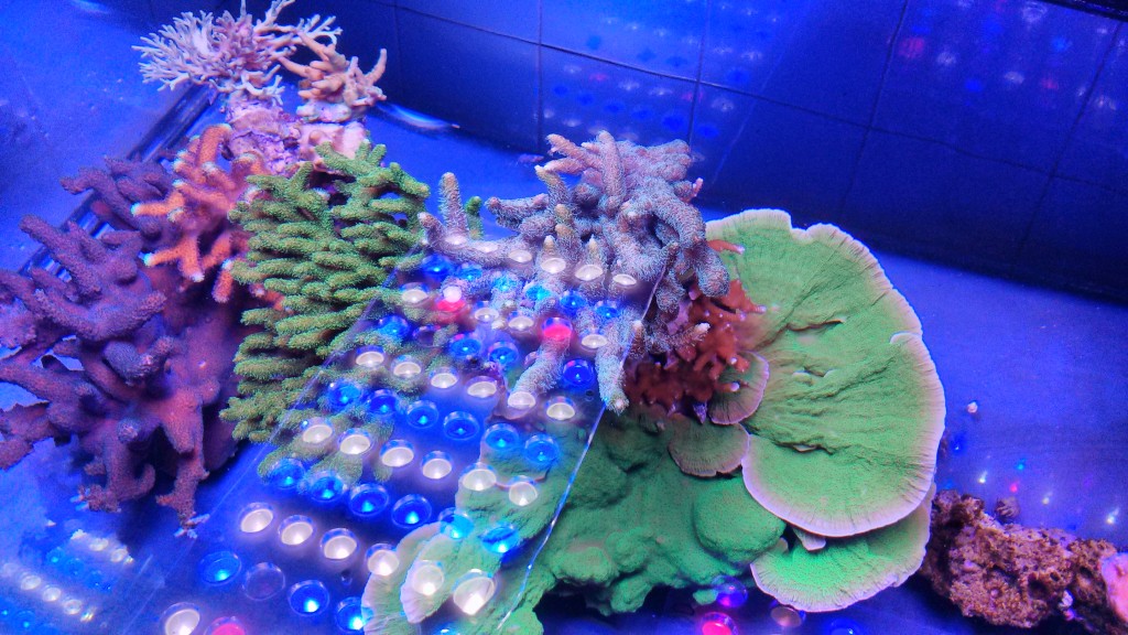 gran crecimiento de los corales y color