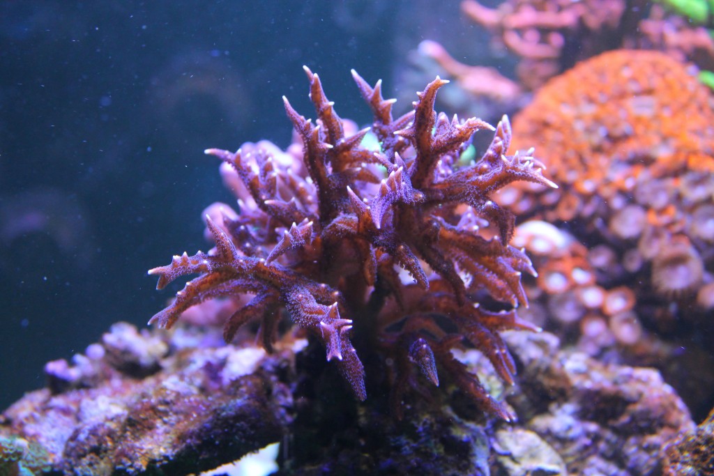 pink-SPS-corallo orphek-atlantik_LED