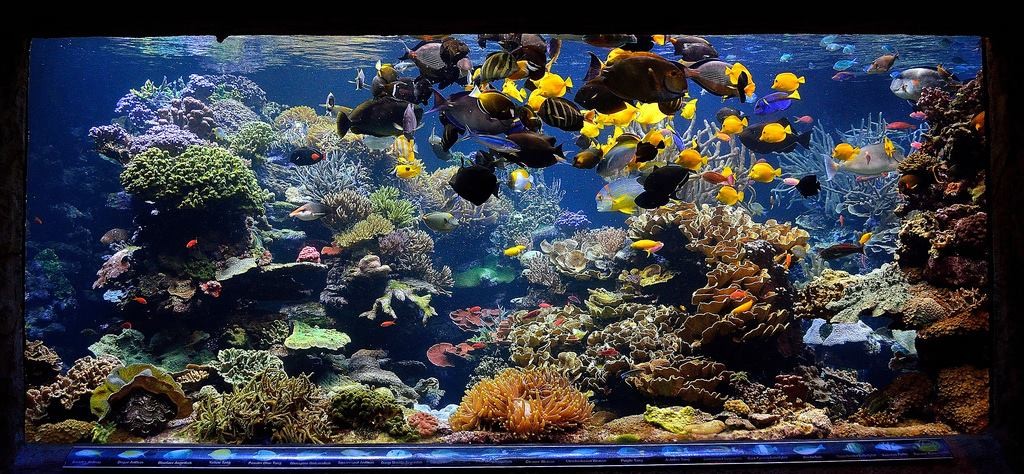 public-aquarium-Long-Island
