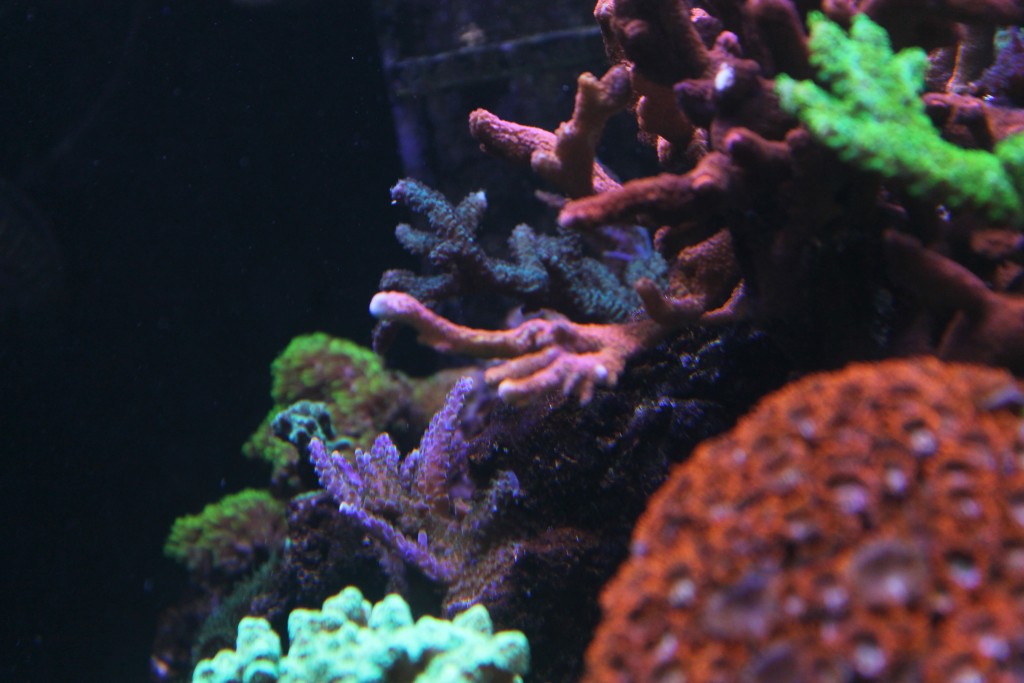 サンゴ礁の水槽