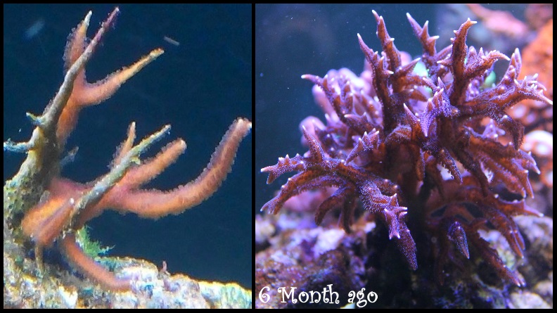 Coral 6. SPS кораллы. Сериатопора Хистрикс. Сериатопора розовая. Календрум коралл.