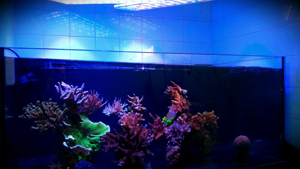 stable environment for our coral