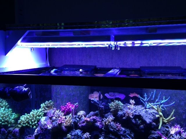 Atlantik-over-reef-aquarium