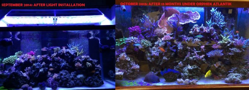 Fast coral growth under LED light