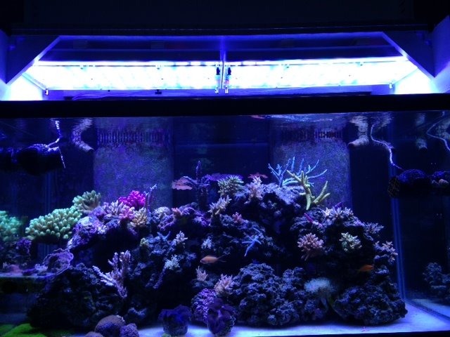 LED-akvarium-light-Atlantik