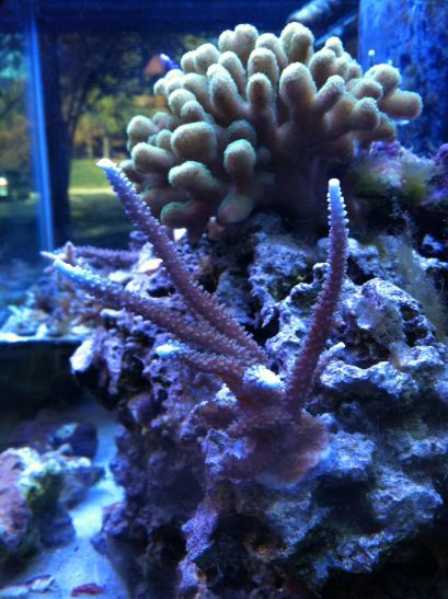 तेजी से प्रवाल-विकास