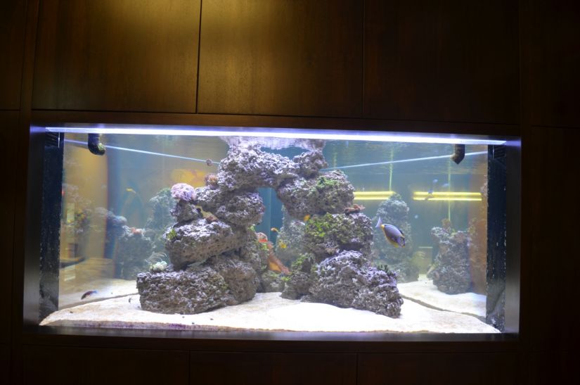 récif-aquarium-éclairage LED-système