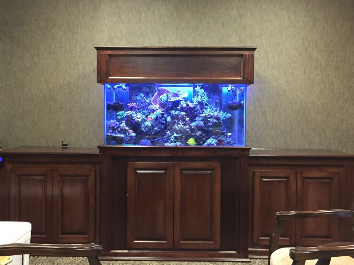 récif-aquarium-orphek-LED-lumière