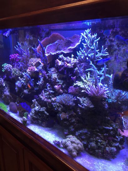 sps-coral-reef-tank