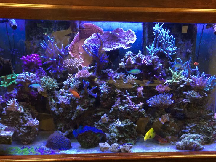 stunning-120-gallon-saltwater-coral-reef