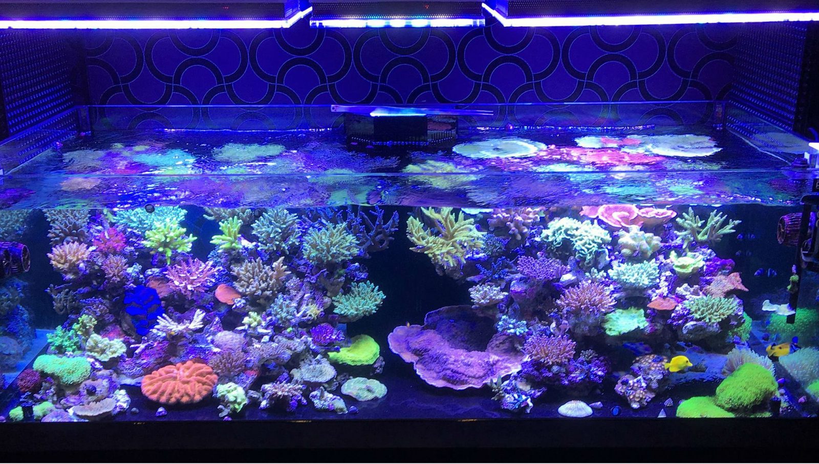 آزمون Best_reef_Aquarium_LED_lighting