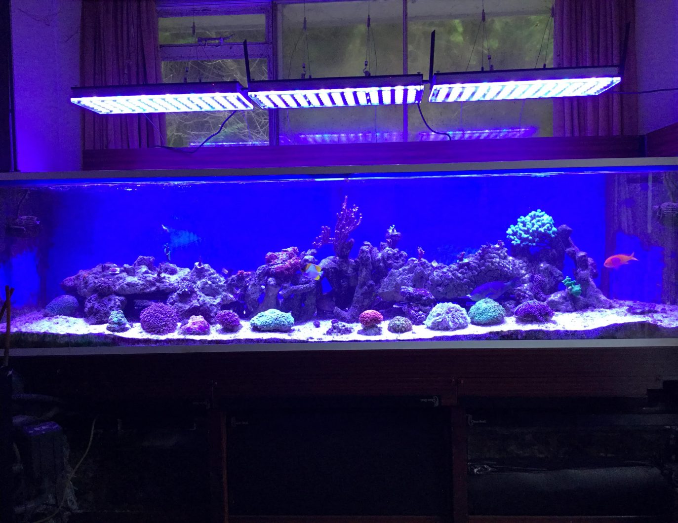 uk-client-heureux-Atlantik-v3-reef-lumières