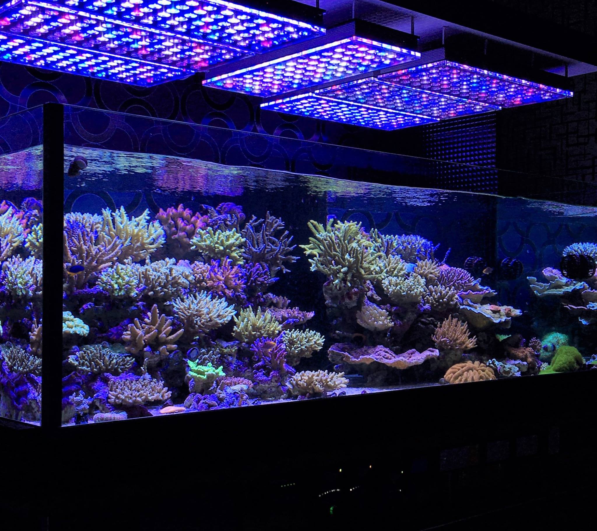 Illuminate Your Aquarium Like Never Before Top 10 LED Lights for