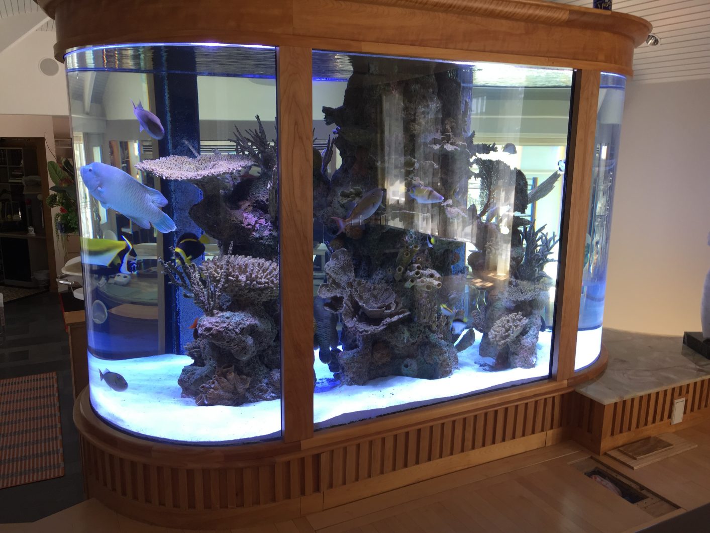 superbe-1500-gallon-bull-nez-aquarium