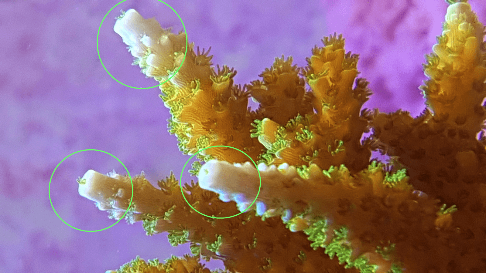 photos_showing_SPS_coral_growth