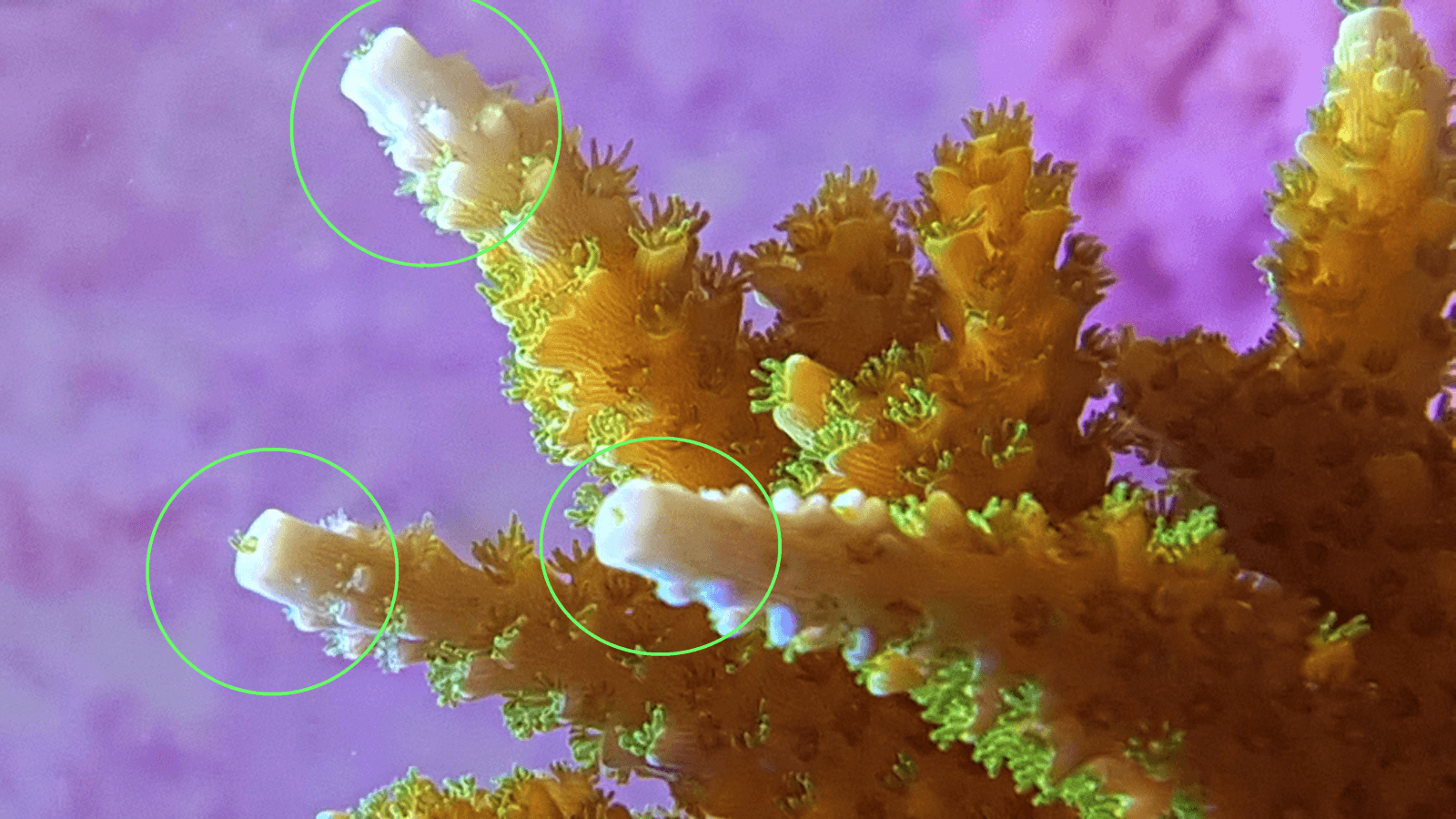 photos_howing_SPS_coral_growth