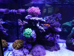 Atlantik-V3-LED-свет рифов аквариум
