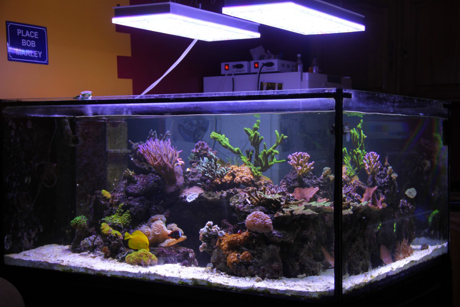 sps-reef-tank-led-lighting-fixtuer