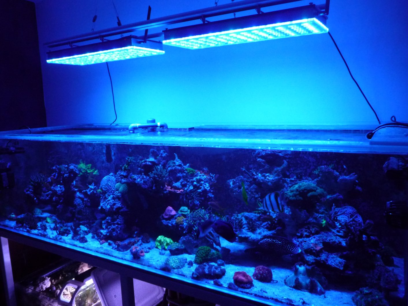 first-clients-tank-display-from-france-under-orphek-atlantik-v4