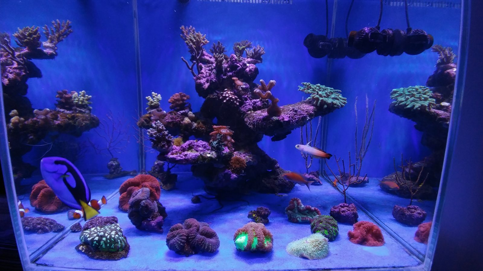 nano_reef_tank_atlantik_compact