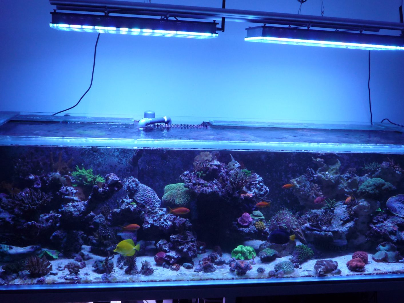reef_aquarium_led_lighting_atlantik_v4
