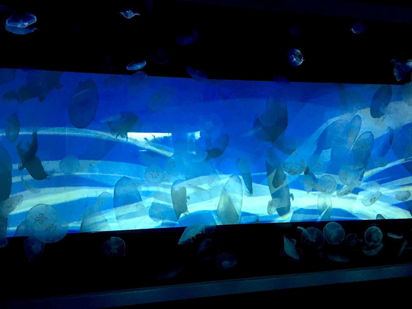 ஜெல்லிமீன் காட்சி Sumida Aquarium