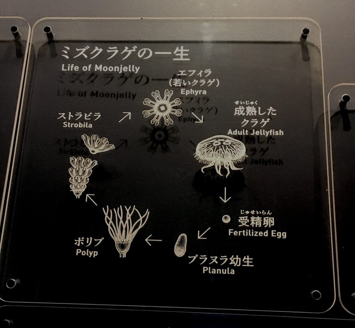 LIfe cycle of a moonjelly