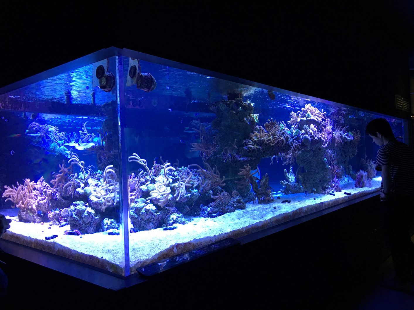 Reef Tank Sumida 1