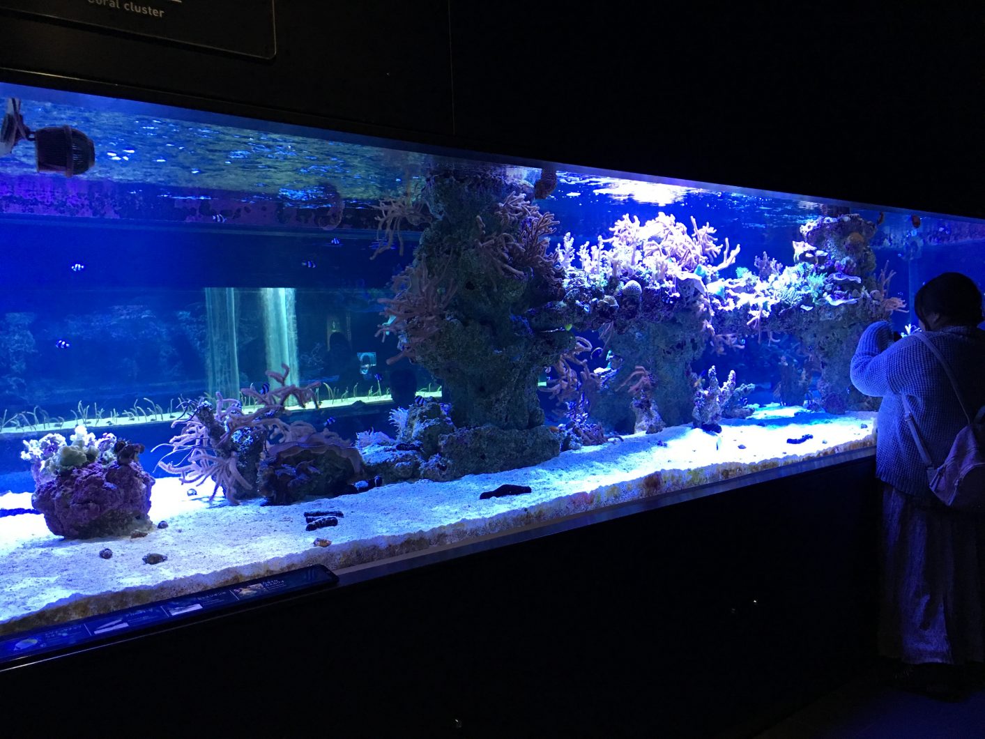 Reef Tank Сумида 2