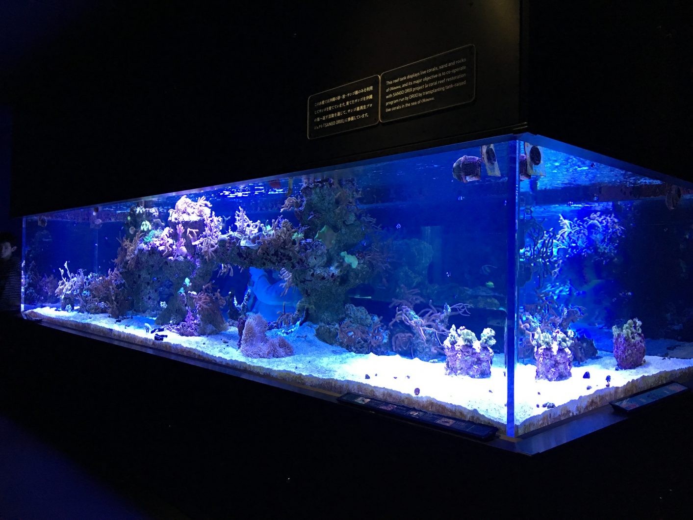 Reef Tank Sumida 3