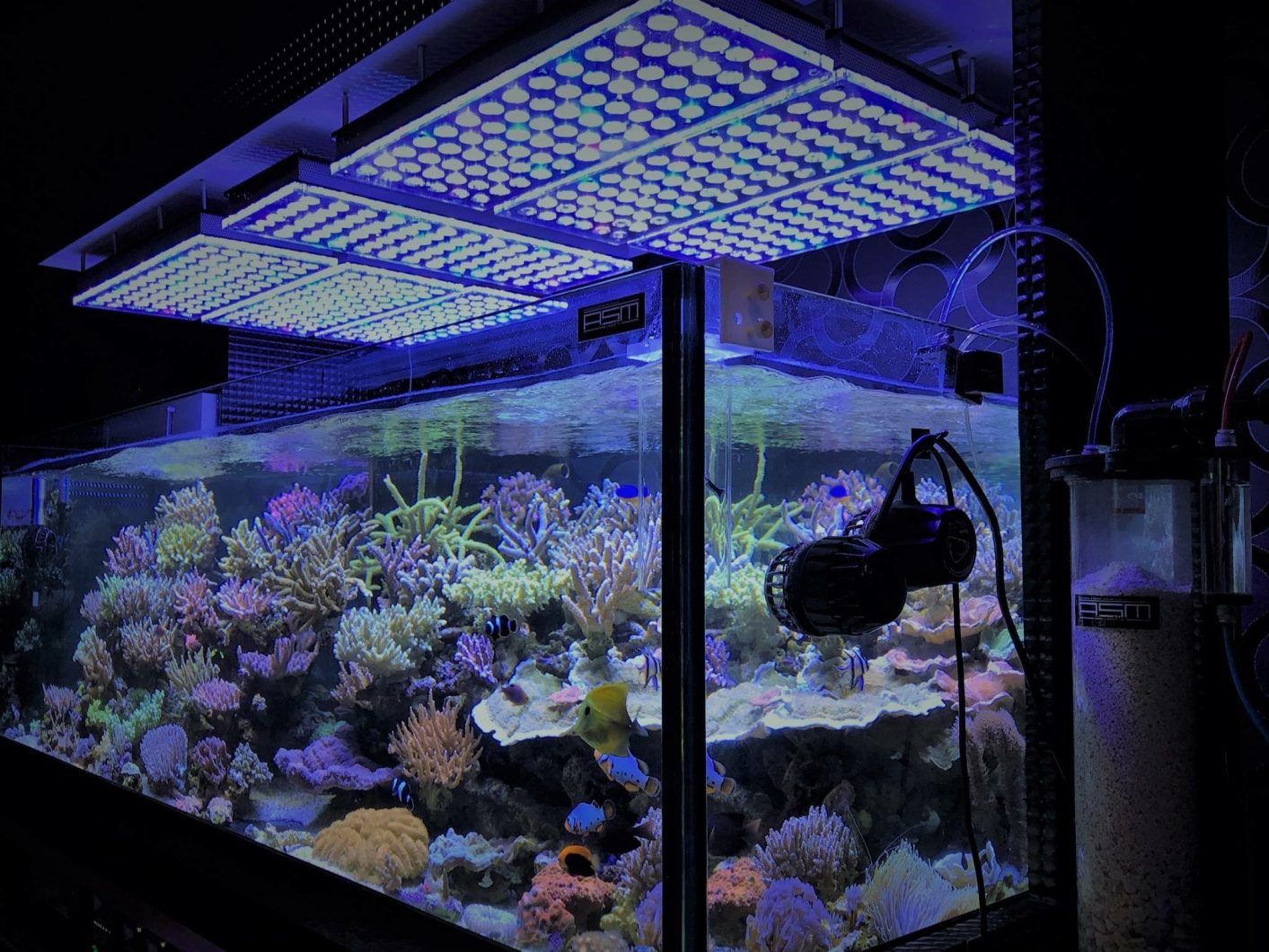 corals- LPS-SPS-marin tank display