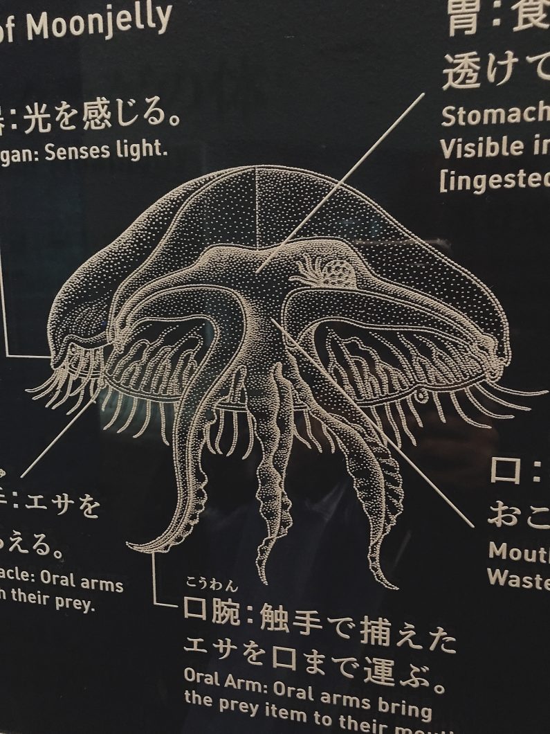 Moonjelly structure