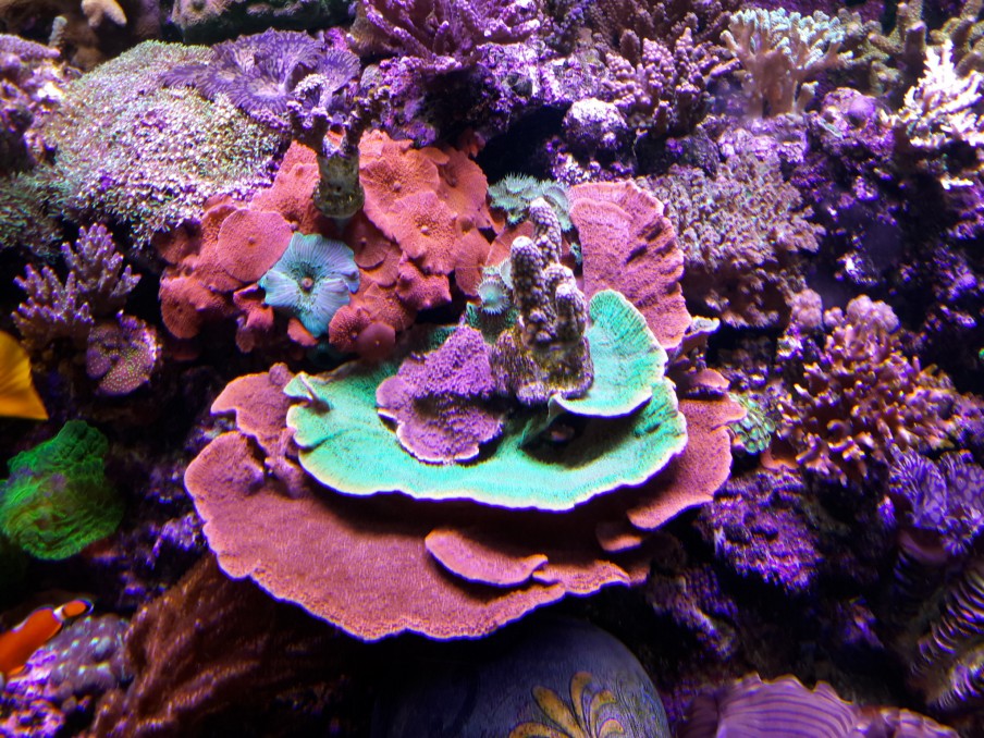 Coral-reef-aquarium