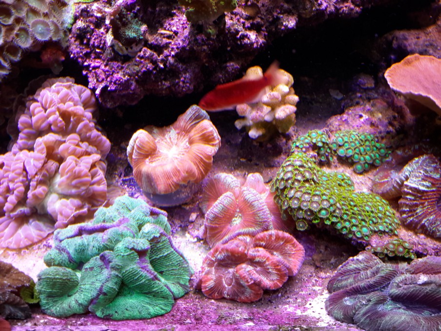 Reef-aqarium-led-light
