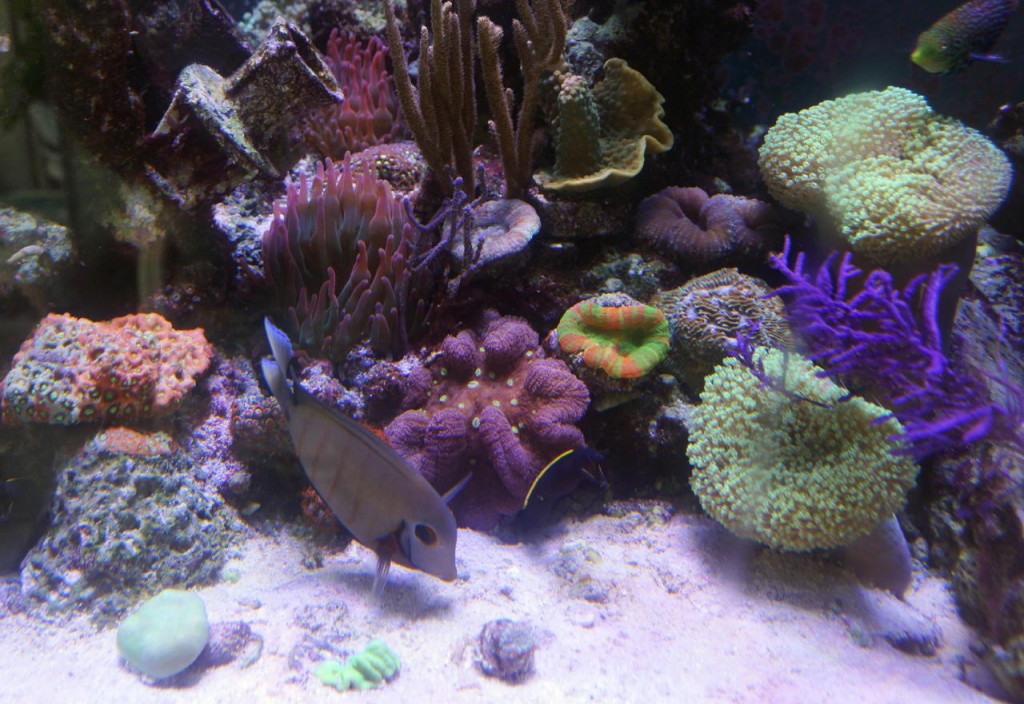 levou-aquário-recife-luz
