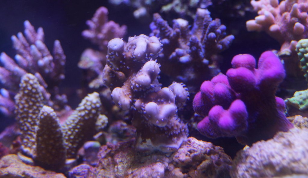 SPS-koralli-väri-led-valo