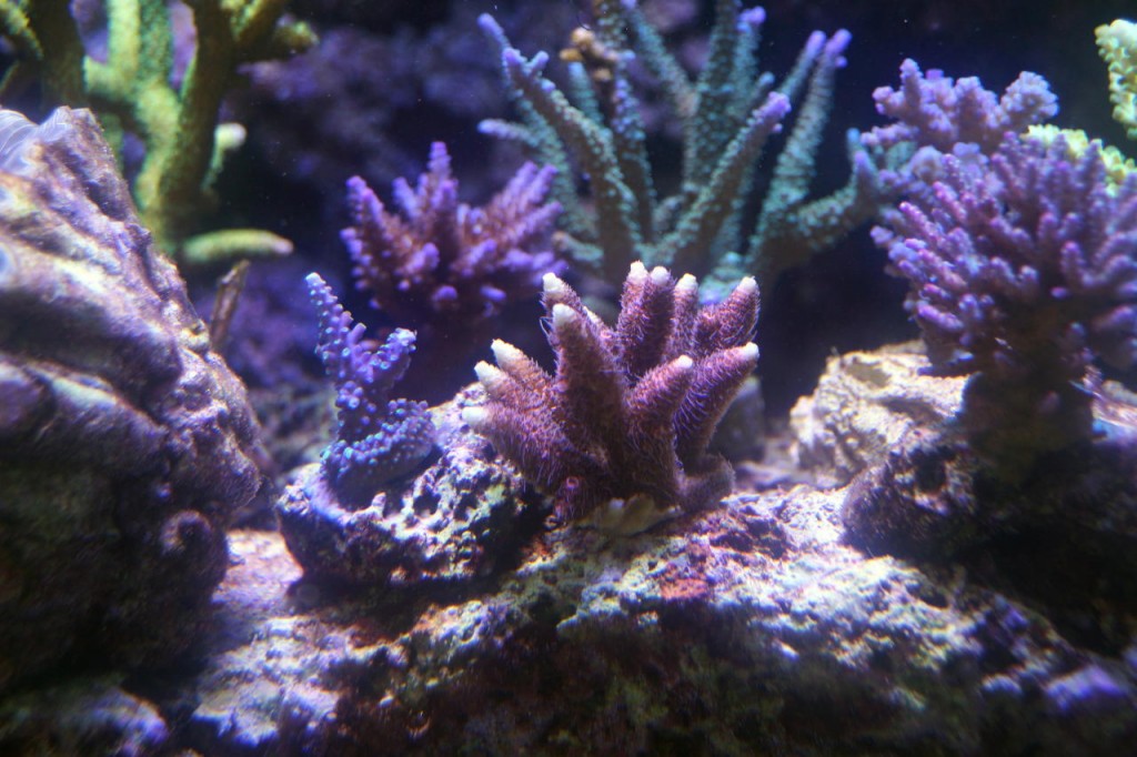 sps-reef-aquário