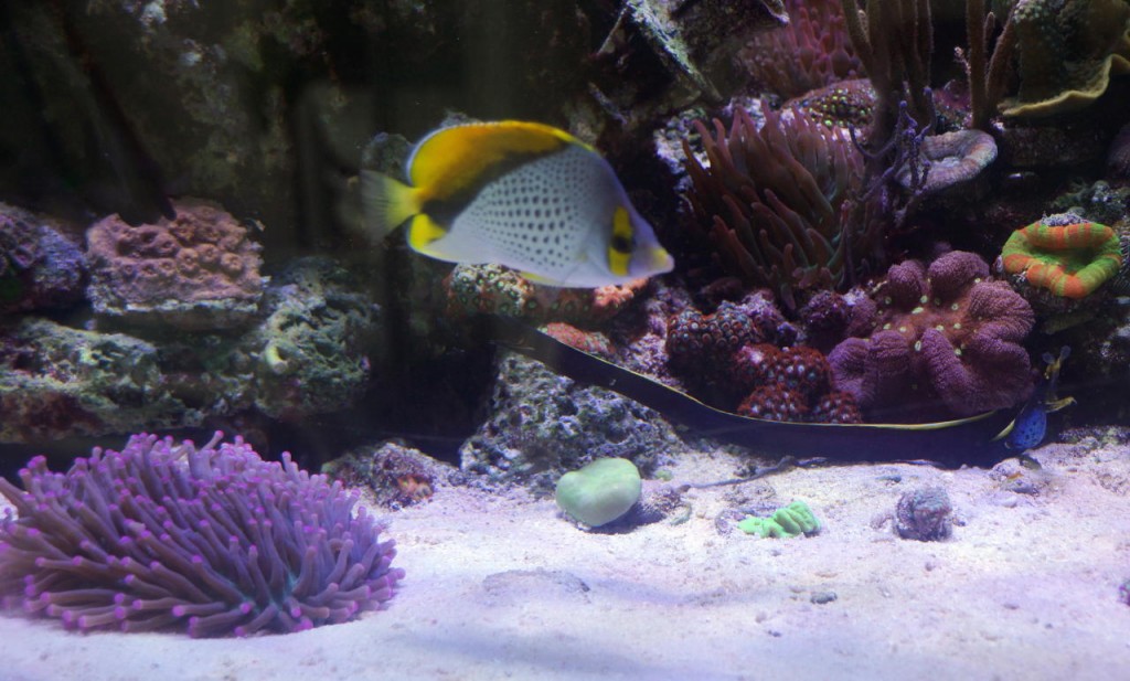 Aquário-coral-recife