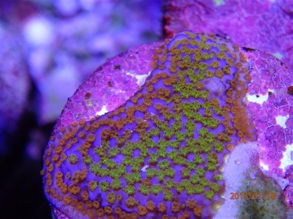 Coral-macro-foto-pequeno-pólipo