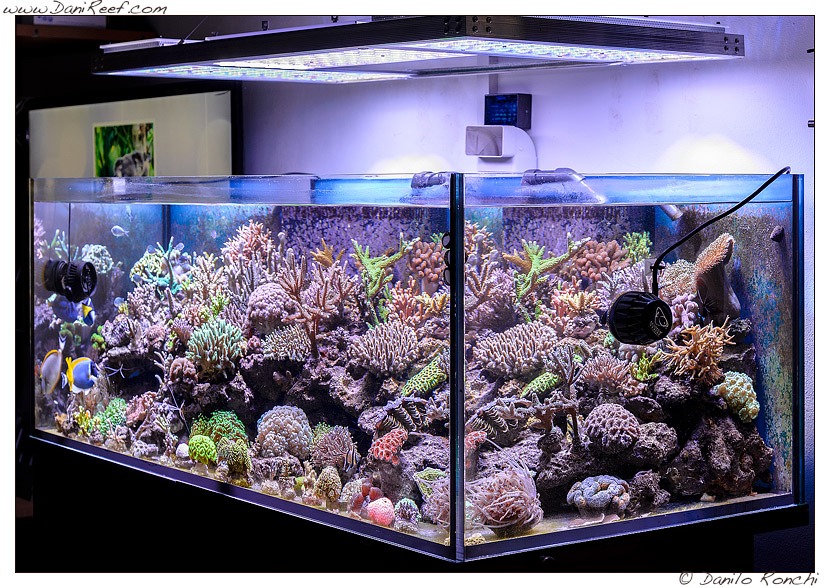 Coral Gallery Under Orphek Reef Aquarium Led •orphek 0242